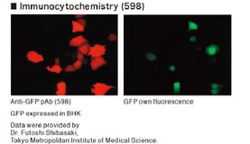 FluorescentBlog