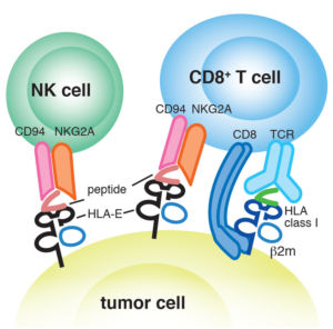 HLA-E is recognized by the CD92/NKG2 receptor on NK cells and the T-cell receptor (TCR) on NKT cells.